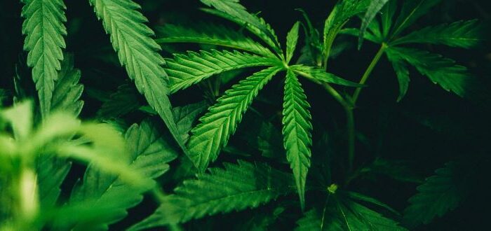 cannabis