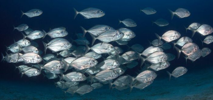 fisheries, fish, marine life, ocean, NOAA