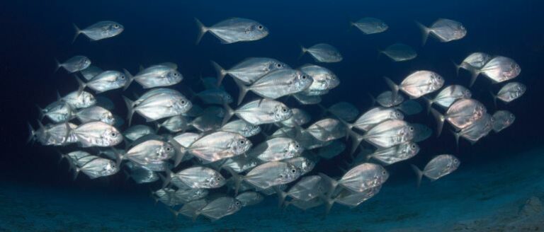 fisheries, fish, marine life, ocean, NOAA