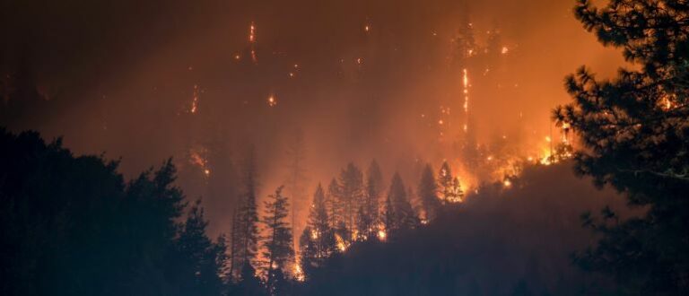 wildfires, forest