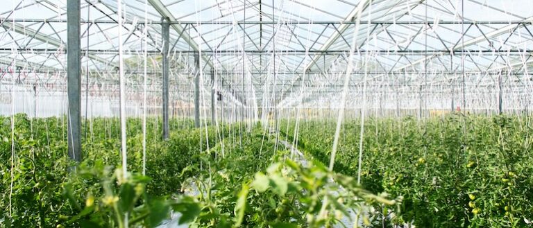 greenhouse, indoor farming, agriculture